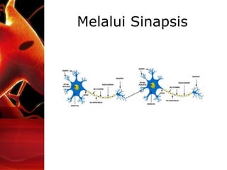 Melalui Sinapsis
 