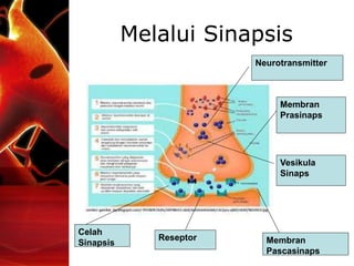 Melalui Sinapsis
Membran
Prasinaps
Membran
Pascasinaps
Vesikula
Sinaps
Neurotransmitter
Celah
Sinapsis
Reseptor
 