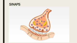 Comprehensive Overview of the Human Nervous System and Its Functions | PPTX