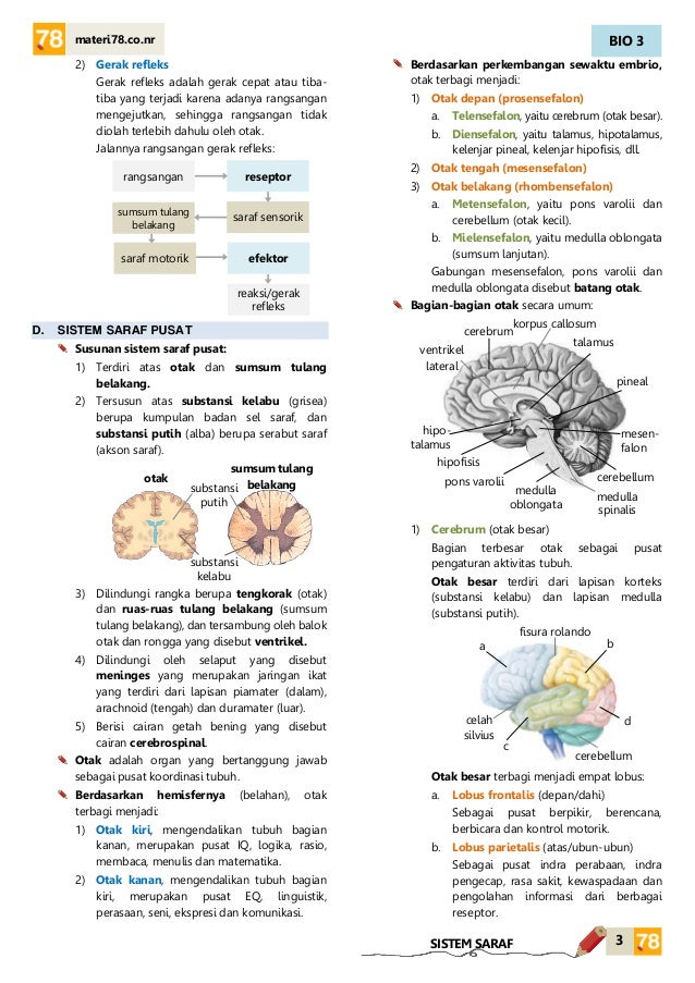 Rangkuman Materi Biologi Kelas 11 Semester 1 Kurikulum 2013 Guru Galeri Rangkuman Materi Biologi Kelas 11 Semester 1 Kurikulum 2013 Guru Galeri