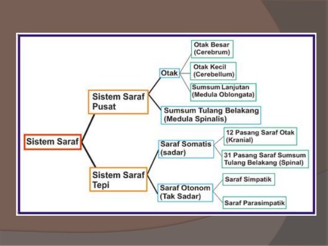 Sistem saraf