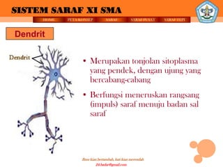 SISTEM SARAF XI SMA
      HOME   PETA KONSEP          SARAF          SARAF PUSAT   SARAF TEPI



Dendrit


                   • Merupakan tonjolan sitoplasma
                     yang pendek, dengan ujung yang
                     bercabang-cabang
                   • Berfungsi meneruskan rangsang
                     (impuls) saraf menuju badan sal
                     saraf




                   Ilmu kian bertambah, hati kian merendah
                            24.badar@gmail.com
 