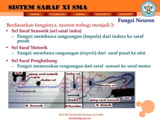 SISTEM SARAF XI SMA
           HOME     PETA KONSEP          SARAF          SARAF PUSAT   SARAF TEPI

                                                                      Fungsi Neuron
Berdasarkan fungsinya, neuron terbagi menjadi 3:
• Sel Saraf Sensorik (sel saraf indra)
  – Fungsi: membawa rangsangan (impuls) dari indera ke saraf
     pusat.
• Sel Saraf Motorik
  – Fungsi: membawa rangsangan (impuls) dari saraf pusat ke otot.
• Sel Saraf Penghubung
  – Fungsi: meneruskan rangsangan dari saraf sensori ke saraf motor.




                          Ilmu kian bertambah, hati kian merendah
                                   24.badar@gmail.com
 