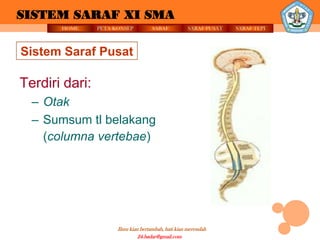 SISTEM SARAF XI SMA
       HOME     PETA KONSEP          SARAF          SARAF PUSAT   SARAF TEPI



Sistem Saraf Pusat

Terdiri dari:
  – Otak
  – Sumsum tl belakang
    (columna vertebae)




                      Ilmu kian bertambah, hati kian merendah
                               24.badar@gmail.com
 