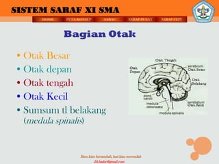SISTEM SARAF XI SMA
       HOME   PETA KONSEP          SARAF          SARAF PUSAT   SARAF TEPI



              Bagian Otak

• Otak Besar
• Otak depan
• Otak tengah
• Otak Kecil
• Sumsum tl belakang
  (medula spinalis)


                    Ilmu kian bertambah, hati kian merendah
                             24.badar@gmail.com
 