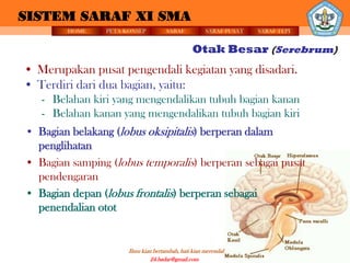 SISTEM SARAF XI SMA
        HOME    PETA KONSEP          SARAF          SARAF PUSAT   SARAF TEPI


                                               Otak Besar (Serebrum)
• Merupakan pusat pengendali kegiatan yang disadari.
• Terdiri dari dua bagian, yaitu:
   - Belahan kiri yang mengendalikan tubuh bagian kanan
   - Belahan kanan yang mengendalikan tubuh bagian kiri
• Bagian belakang (lobus oksipitalis) berperan dalam
  penglihatan
• Bagian samping (lobus temporalis) berperan sebagai pusat
  pendengaran
• Bagian depan (lobus frontalis) berperan sebagai
  penendalian otot


                      Ilmu kian bertambah, hati kian merendah
                               24.badar@gmail.com
 