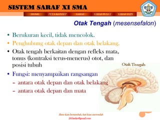 SISTEM SARAF XI SMA
         HOME   PETA KONSEP          SARAF          SARAF PUSAT   SARAF TEPI


                                   Otak Tengah (mesensefalon)
• Berukuran kecil, tidak mencolok.
• Penghubung otak depan dan otak belakang.
• Otak tengah berkaitan dengan refleks mata,
  tonus (kontraksi terus-menerus) otot, dan
  posisi tubuh
• Fungsi: menyampaikan rangsangan
  – antara otak depan dan otak belakang
  – antara otak depan dan mata


                      Ilmu kian bertambah, hati kian merendah
                               24.badar@gmail.com
 