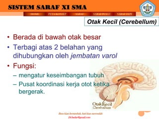 SISTEM SARAF XI SMA
       HOME   PETA KONSEP          SARAF          SARAF PUSAT   SARAF TEPI


                                             Otak Kecil (Cerebellum)

• Berada di bawah otak besar
• Terbagi atas 2 belahan yang
  dihubungkan oleh jembatan varol
• Fungsi:
 – mengatur keseimbangan tubuh
 – Pusat koordinasi kerja otot ketika
   bergerak.


                    Ilmu kian bertambah, hati kian merendah
                             24.badar@gmail.com
 