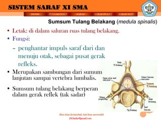 SISTEM SARAF XI SMA
          HOME   PETA KONSEP          SARAF          SARAF PUSAT   SARAF TEPI


                 Sumsum Tulang Belakang (medula spinalis)
• Letak: di dalam saluran ruas tulang belakang.
• Fungsi:
  – penghantar impuls saraf dari dan
    menuju otak, sebagai pusat gerak
    refleks.
• Merupakan sambungan dari sumum
  lanjutan sampai vertebra lumbalis.
• Sumsum tulang belakang berperan
  dalam gerak reflek (tak sadar)


                       Ilmu kian bertambah, hati kian merendah
                                24.badar@gmail.com
 