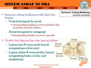 SISTEM SARAF XI SMA
            HOME    PETA KONSEP          SARAF          SARAF PUSAT      SARAF TEPI


                                                                    Sumsum Tulang Belakang
• Sumsum tulang belakang terdiri dari dua                                   (medula spinalis)
  bagian:
   - Ventral (mengarah ke perut)
      • mengandung badan neoron motorik dan
        neuritnya kearah efektor
   - Dorsal (mengarah ke punggung)
      • mengandung badan neoron sensorik
• Terdiri dari lapisan luar dan lapisan dalam
   – Lapisan luar warna putih banyak
     mengandung serabut saraf.
   – Lapisan dalam warna kelabu, banyak
     mengandung badan sel dan saraf
     penghubung.
                          Ilmu kian bertambah, hati kian merendah
                                   24.badar@gmail.com
 