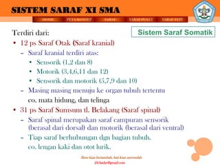 SISTEM SARAF XI SMA
          HOME     PETA KONSEP          SARAF          SARAF PUSAT   SARAF TEPI


Terdiri dari:                                                Sistem Saraf Somatik
• 12 ps Saraf Otak (Saraf kranial)
  – Saraf kranial terdiri atas:
    • Sensorik (1,2 dan 8)
    • Motorik (3,4,6,11 dan 12)
    • Sensorik dan motorik (5,7,9 dan 10)
  – Masing masing menuju ke organ tubuh tertentu
    co. mata hidung, dan telinga
• 31 ps Saraf Sumsum tl. Belakang (Saraf spinal)
  – Saraf spinal merupakan saraf campuran sensorik
    (berasal dari dorsal) dan motorik (berasal dari ventral)
  – Tiap saraf berhubungan dgn bagian tubuh.
     co. lengan kaki dan otot lurik.
                         Ilmu kian bertambah, hati kian merendah
                                  24.badar@gmail.com
 