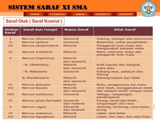 SISTEM SARAF XI SMA
            HOME     PETA KONSEP          SARAF          SARAF PUSAT   SARAF TEPI

Saraf Otak ( Saraf Kranial )




                           Ilmu kian bertambah, hati kian merendah
                                    24.badar@gmail.com
 