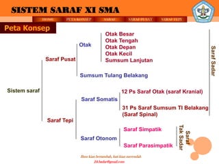 SISTEM SARAF XI SMA
               HOME    PETA KONSEP           SARAF          SARAF PUSAT   SARAF TEPI

Peta Konsep
                                             Otak Besar
                                             Otak Tengah
                              Otak           Otak Depan




                                                                                              Saraf Sadar
                                             Otak Kecil
                Saraf Pusat                  Sumsum Lanjutan

                              Sumsum Tulang Belakang

Sistem saraf                                            12 Ps Saraf Otak (saraf Kranial)
                              Saraf Somatis
                                                        31 Ps Saraf Sumsum Tl Belakang
                                                        (Saraf Spinal)
                Saraf Tepi




                                                                                  Tak Sadar
                                                         Saraf Simpatik




                                                                                    Saraf
                              Saraf Otonom
                                                         Saraf Parasimpatik
                              Ilmu kian bertambah, hati kian merendah
                                       24.badar@gmail.com
 