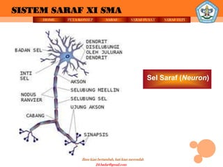 SISTEM SARAF XI SMA
     HOME   PETA KONSEP          SARAF          SARAF PUSAT     SARAF TEPI




                                                            Sel Saraf (Neuron)




                  Ilmu kian bertambah, hati kian merendah
                           24.badar@gmail.com
 