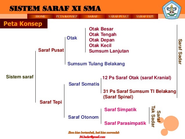 Sistem Saraf Oleh M Badar