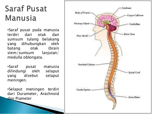 Sistem saraf manusia struktur Pengertian Sistem