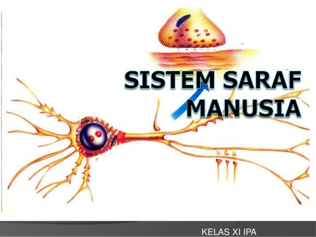 Sistem Saraf Manusia