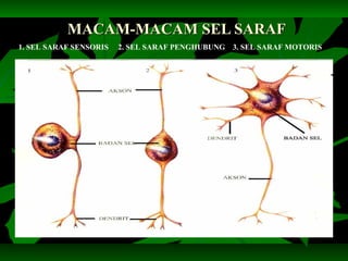 MACAM-MACAM SEL SARAFMACAM-MACAM SEL SARAF
1. SEL SARAF SENSORIS 2. SEL SARAF PENGHUBUNG 3. SEL SARAF MOTORIS
 
