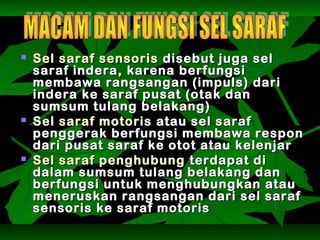  Sel saraf sensorisSel saraf sensoris disebut juga seldisebut juga sel
saraf indera, karena berfungsisaraf indera, karena berfungsi
membawa rangsangan (impuls) darimembawa rangsangan (impuls) dari
indera ke saraf pusat (otak danindera ke saraf pusat (otak dan
sumsum tulang belakang)sumsum tulang belakang)
 Sel saraf motorisSel saraf motoris atau sel sarafatau sel saraf
penggerak berfungsi membawa responpenggerak berfungsi membawa respon
dari pusat saraf ke otot atau kelenjardari pusat saraf ke otot atau kelenjar
 Sel saraf penghubungSel saraf penghubung terdapat diterdapat di
dalam sumsum tulang belakang dandalam sumsum tulang belakang dan
berfungsi untuk menghubungkan atauberfungsi untuk menghubungkan atau
meneruskan rangsangan dari sel sarafmeneruskan rangsangan dari sel saraf
sensoris ke saraf motorissensoris ke saraf motoris
 
