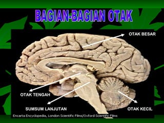 OTAK BESAR
OTAK KECILSUMSUM LANJUTAN
OTAK TENGAH
 