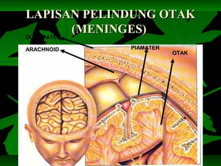 LAPISAN PELINDUNG OTAKLAPISAN PELINDUNG OTAK
(MENINGES)(MENINGES)
DURAMATER
ARACHNOID PIAMATER
OTAK
 
