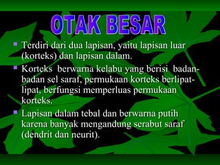  Terdiri dari dua lapisan, yaitu lapisan luarTerdiri dari dua lapisan, yaitu lapisan luar
(korteks) dan lapisan dalam.(korteks) dan lapisan dalam.
 Korteks berwarna kelabu yang berisi badan-Korteks berwarna kelabu yang berisi badan-
badan sel saraf, permukaan korteks berlipat-badan sel saraf, permukaan korteks berlipat-
lipat, berfungsi memperluas permukaanlipat, berfungsi memperluas permukaan
korteks.korteks.
 Lapisan dalam tebal dan berwarna putihLapisan dalam tebal dan berwarna putih
karena banyak mengandung serabut sarafkarena banyak mengandung serabut saraf
(dendrit dan neurit).(dendrit dan neurit).
 