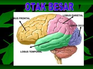 LOBUS FRONTAL
LOBUS PARIETAL
LOBUS OCCIPITAL
LOBUS TEMPORAL
 