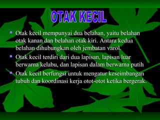  Otak kecil mempunyai dua belahan, yaitu belahanOtak kecil mempunyai dua belahan, yaitu belahan
otak kanan dan belahan otak kiri. Antara keduaotak kanan dan belahan otak kiri. Antara kedua
belahan dihubungkan oleh jembatan varol.belahan dihubungkan oleh jembatan varol.
 Otak kecil terdiri dari dua lapisan, lapisan luarOtak kecil terdiri dari dua lapisan, lapisan luar
berwarna kelabu, dan lapisan dalam berwarna putihberwarna kelabu, dan lapisan dalam berwarna putih
 Otak kecil berfungsi untuk mengatur keseimbanganOtak kecil berfungsi untuk mengatur keseimbangan
tubuh dan koordinasi kerja otot-otot ketika bergerak.tubuh dan koordinasi kerja otot-otot ketika bergerak.
 