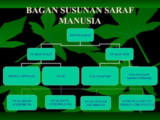 BAGAN SUSUNAN SARAFBAGAN SUSUNAN SARAF
MANUSIAMANUSIA
SISTEM SARAF
SYARAF PUSAT SYARAF TEPI
MEDULA SPINALIS OTAK 12 ps. Syaraf otak
31 ps urat syaraf
sumsum tl belakang
OTAK KECIL
(CEREBELLUM)
OTAK BESAR
(CEREBRUM)
OTAK TENGAH
(MILDBRAIN)
SUMSUM LANJUTAN
(MEDULA OBLONGATA)
 