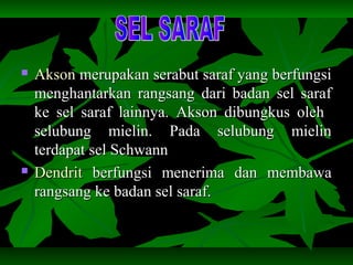  AksonAkson merupakan serabut saraf yang berfungsimerupakan serabut saraf yang berfungsi
menghantarkan rangsang dari badan sel sarafmenghantarkan rangsang dari badan sel saraf
ke sel saraf lainnya. Akson dibungkus olehke sel saraf lainnya. Akson dibungkus oleh
selubung mielin. Pada selubung mielinselubung mielin. Pada selubung mielin
terdapat sel Schwannterdapat sel Schwann
 DendritDendrit berfungsi menerima dan membawaberfungsi menerima dan membawa
rangsang ke badan sel saraf.rangsang ke badan sel saraf.
 