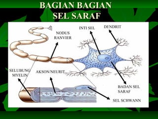 BAGIAN BAGIANBAGIAN BAGIAN
SEL SARAFSEL SARAF
DENDRITINTI SEL
NODUS
RANVIER
SELUBUNG
MYELIN
SEL SCHWANN
AKSON/NEURIT
BADAN SEL
SARAF
 