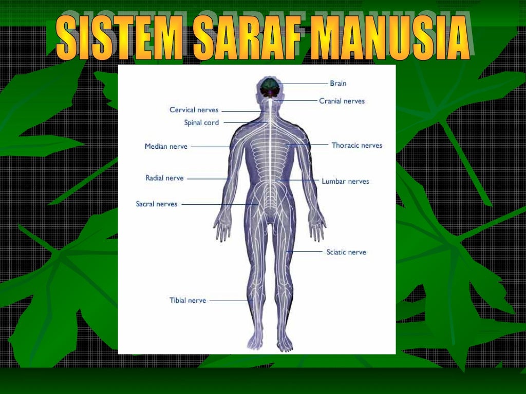 Sistem saraf manusia1