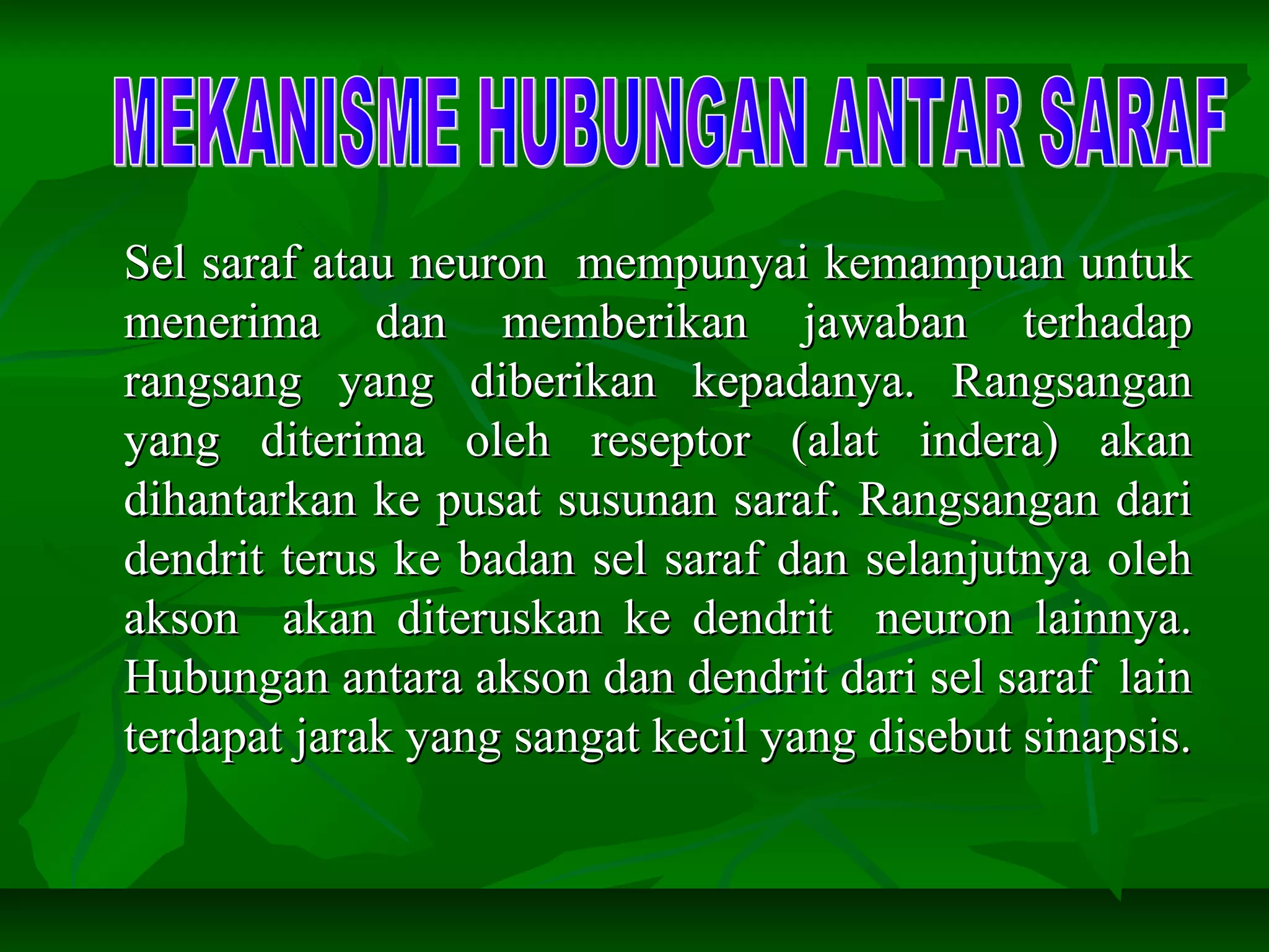 Sel saraf atau neuron mempunyai kemampuan untukSel saraf atau neuron mempunyai kemampuan untuk
menerima dan memberikan jawaban terhadapmenerima dan memberikan jawaban terhadap
rangsang yang diberikan kepadanya. Rangsanganrangsang yang diberikan kepadanya. Rangsangan
yang diterima oleh reseptor (alat indera) akanyang diterima oleh reseptor (alat indera) akan
dihantarkan ke pusat susunan saraf. Rangsangan daridihantarkan ke pusat susunan saraf. Rangsangan dari
dendrit terus ke badan sel saraf dan selanjutnya olehdendrit terus ke badan sel saraf dan selanjutnya oleh
akson akan diteruskan ke dendrit neuron lainnya.akson akan diteruskan ke dendrit neuron lainnya.
Hubungan antara akson dan dendrit dari sel saraf lainHubungan antara akson dan dendrit dari sel saraf lain
terdapat jarak yang sangat kecil yang disebut sinapsis.terdapat jarak yang sangat kecil yang disebut sinapsis.
 