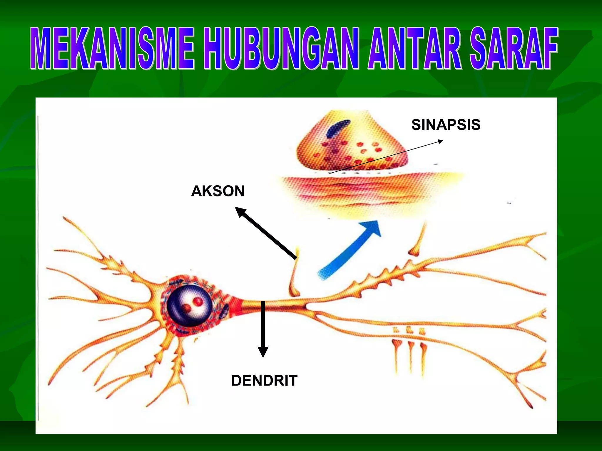 AKSON
DENDRIT
SINAPSIS
 