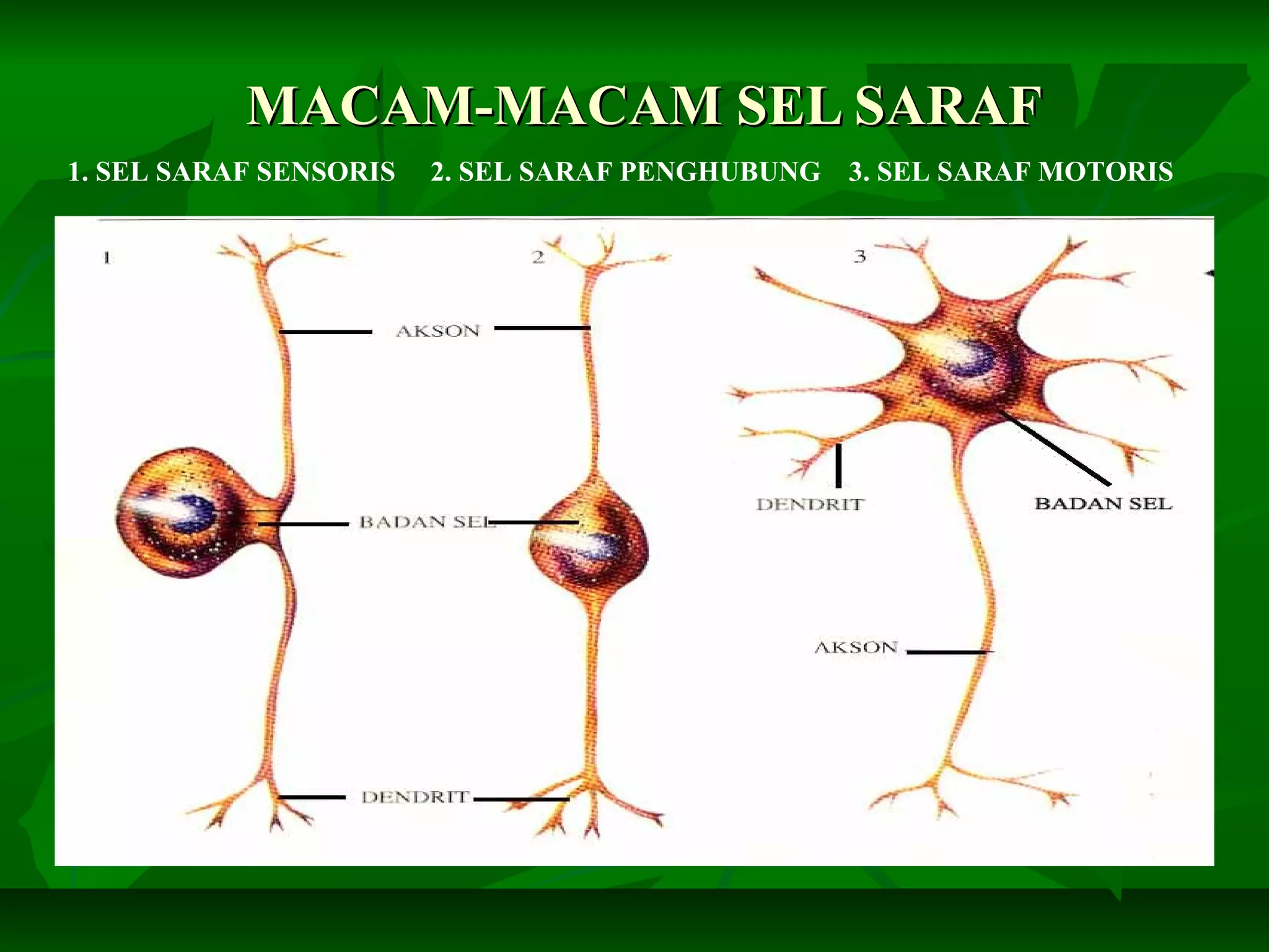 MACAM-MACAM SEL SARAFMACAM-MACAM SEL SARAF
1. SEL SARAF SENSORIS 2. SEL SARAF PENGHUBUNG 3. SEL SARAF MOTORIS
 