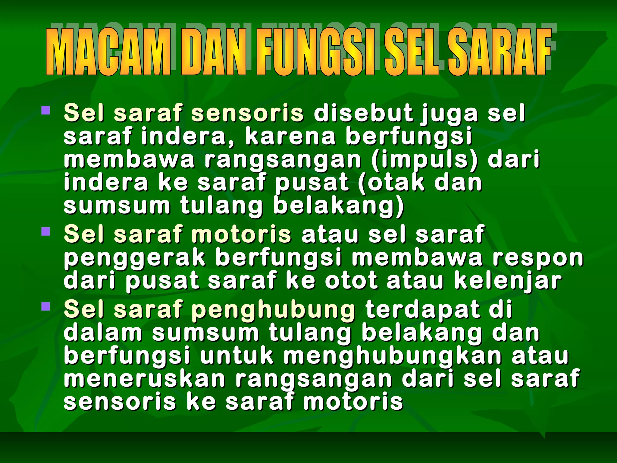  Sel saraf sensorisSel saraf sensoris disebut juga seldisebut juga sel
saraf indera, karena berfungsisaraf indera, karena berfungsi
membawa rangsangan (impuls) darimembawa rangsangan (impuls) dari
indera ke saraf pusat (otak danindera ke saraf pusat (otak dan
sumsum tulang belakang)sumsum tulang belakang)
 Sel saraf motorisSel saraf motoris atau sel sarafatau sel saraf
penggerak berfungsi membawa responpenggerak berfungsi membawa respon
dari pusat saraf ke otot atau kelenjardari pusat saraf ke otot atau kelenjar
 Sel saraf penghubungSel saraf penghubung terdapat diterdapat di
dalam sumsum tulang belakang dandalam sumsum tulang belakang dan
berfungsi untuk menghubungkan atauberfungsi untuk menghubungkan atau
meneruskan rangsangan dari sel sarafmeneruskan rangsangan dari sel saraf
sensoris ke saraf motorissensoris ke saraf motoris
 