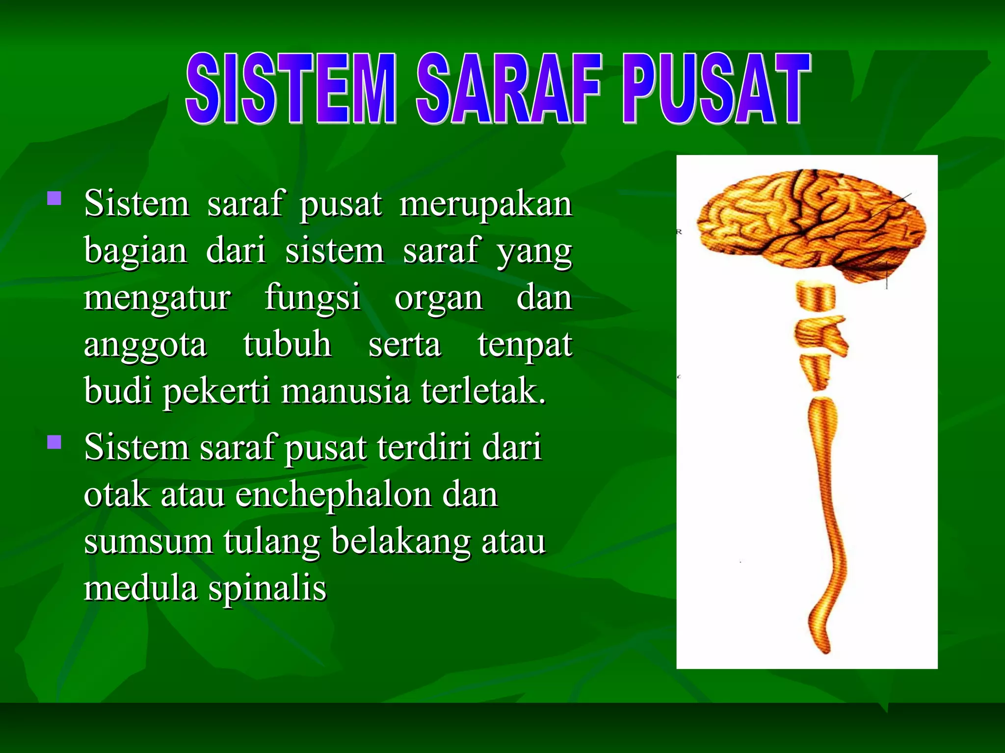  Sistem saraf pusat merupakanSistem saraf pusat merupakan
bagian dari sistem saraf yangbagian dari sistem saraf yang
mengatur fungsi organ danmengatur fungsi organ dan
anggota tubuh serta tenpatanggota tubuh serta tenpat
budi pekerti manusia terletak.budi pekerti manusia terletak.
 Sistem saraf pusat terdiri dariSistem saraf pusat terdiri dari
otak atau enchephalon danotak atau enchephalon dan
sumsum tulang belakang atausumsum tulang belakang atau
medula spinalismedula spinalis
 
