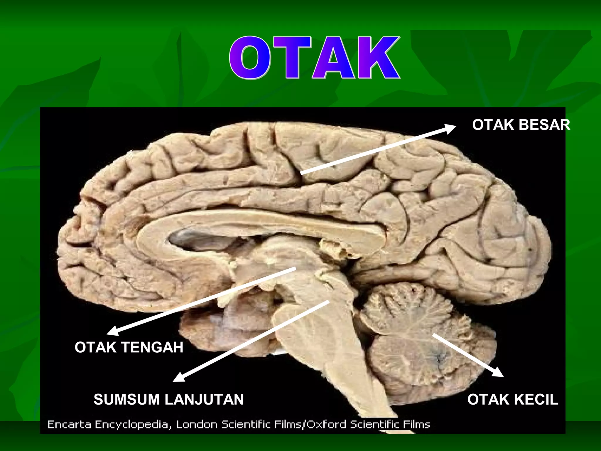 OTAK BESAR
OTAK KECILSUMSUM LANJUTAN
OTAK TENGAH
 