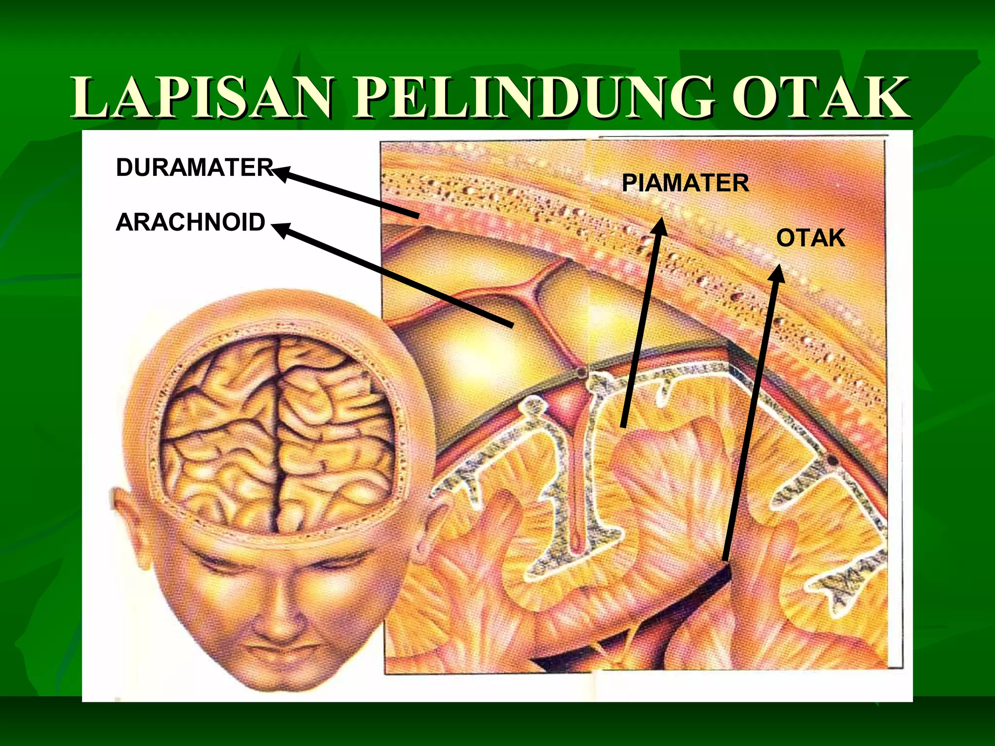 LAPISAN PELINDUNG OTAKLAPISAN PELINDUNG OTAK
DURAMATER
ARACHNOID
PIAMATER
OTAK
 