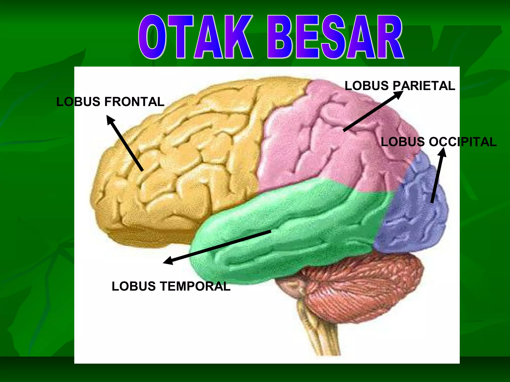 LOBUS FRONTAL
LOBUS PARIETAL
LOBUS OCCIPITAL
LOBUS TEMPORAL
 