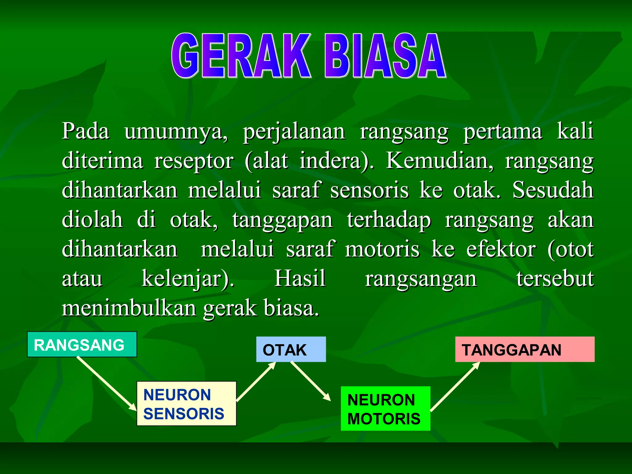 Pada umumnya, perjalanan rangsang pertama kaliPada umumnya, perjalanan rangsang pertama kali
diterima reseptor (alat indera). Kemudian, rangsangditerima reseptor (alat indera). Kemudian, rangsang
dihantarkan melalui saraf sensoris ke otak. Sesudahdihantarkan melalui saraf sensoris ke otak. Sesudah
diolah di otak, tanggapan terhadap rangsang akandiolah di otak, tanggapan terhadap rangsang akan
dihantarkan melalui saraf motoris ke efektor (ototdihantarkan melalui saraf motoris ke efektor (otot
atau kelenjar). Hasil rangsangan tersebutatau kelenjar). Hasil rangsangan tersebut
menimbulkan gerak biasa.menimbulkan gerak biasa.
RANGSANG
NEURON
SENSORIS
OTAK
NEURON
MOTORIS
TANGGAPAN
 