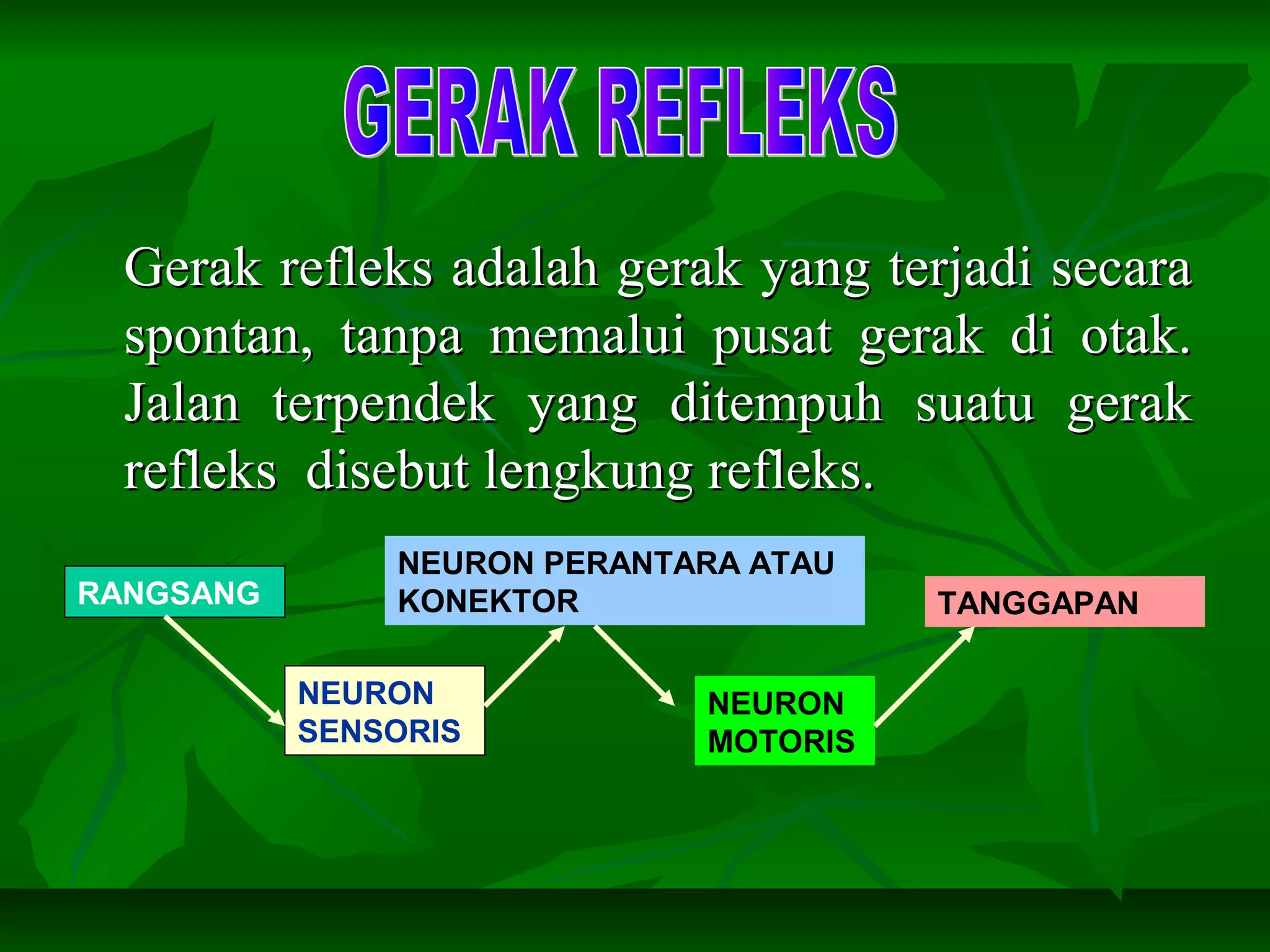 Gerak refleks adalah gerak yang terjadi secaraGerak refleks adalah gerak yang terjadi secara
spontan, tanpa memalui pusat gerak di otak.spontan, tanpa memalui pusat gerak di otak.
Jalan terpendek yang ditempuh suatu gerakJalan terpendek yang ditempuh suatu gerak
refleks disebut lengkung refleks.refleks disebut lengkung refleks.
RANGSANG
NEURON
SENSORIS
NEURON PERANTARA ATAU
KONEKTOR
NEURON
MOTORIS
TANGGAPAN
 