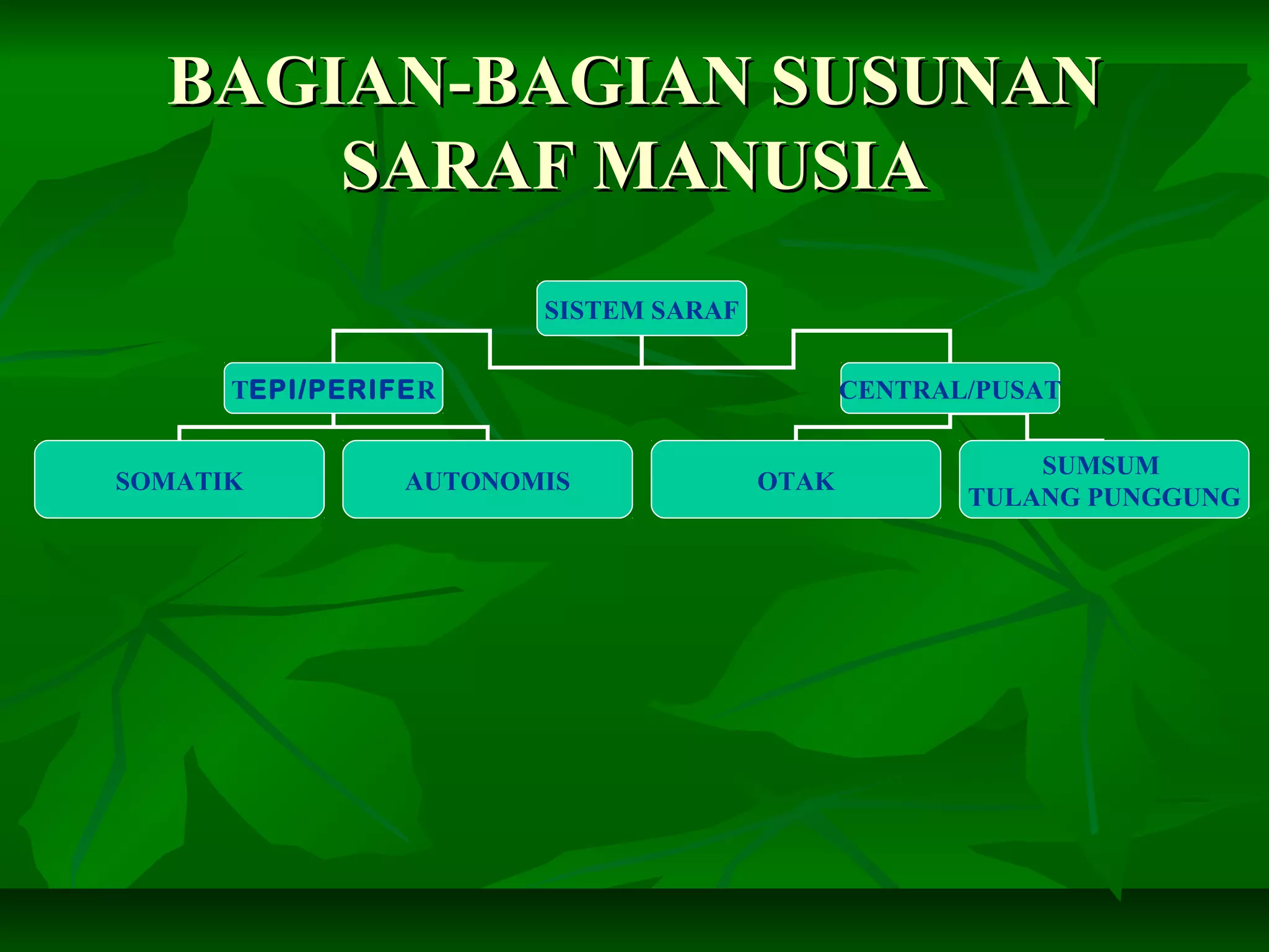 BAGIAN-BAGIAN SUSUNANBAGIAN-BAGIAN SUSUNAN
SARAF MANUSIASARAF MANUSIA
SISTEM SARAF
TEPI/PERIFER CENTRAL/PUSAT
SOMATIK AUTONOMIS OTAK
SUMSUM
TULANG PUNGGUNG
 