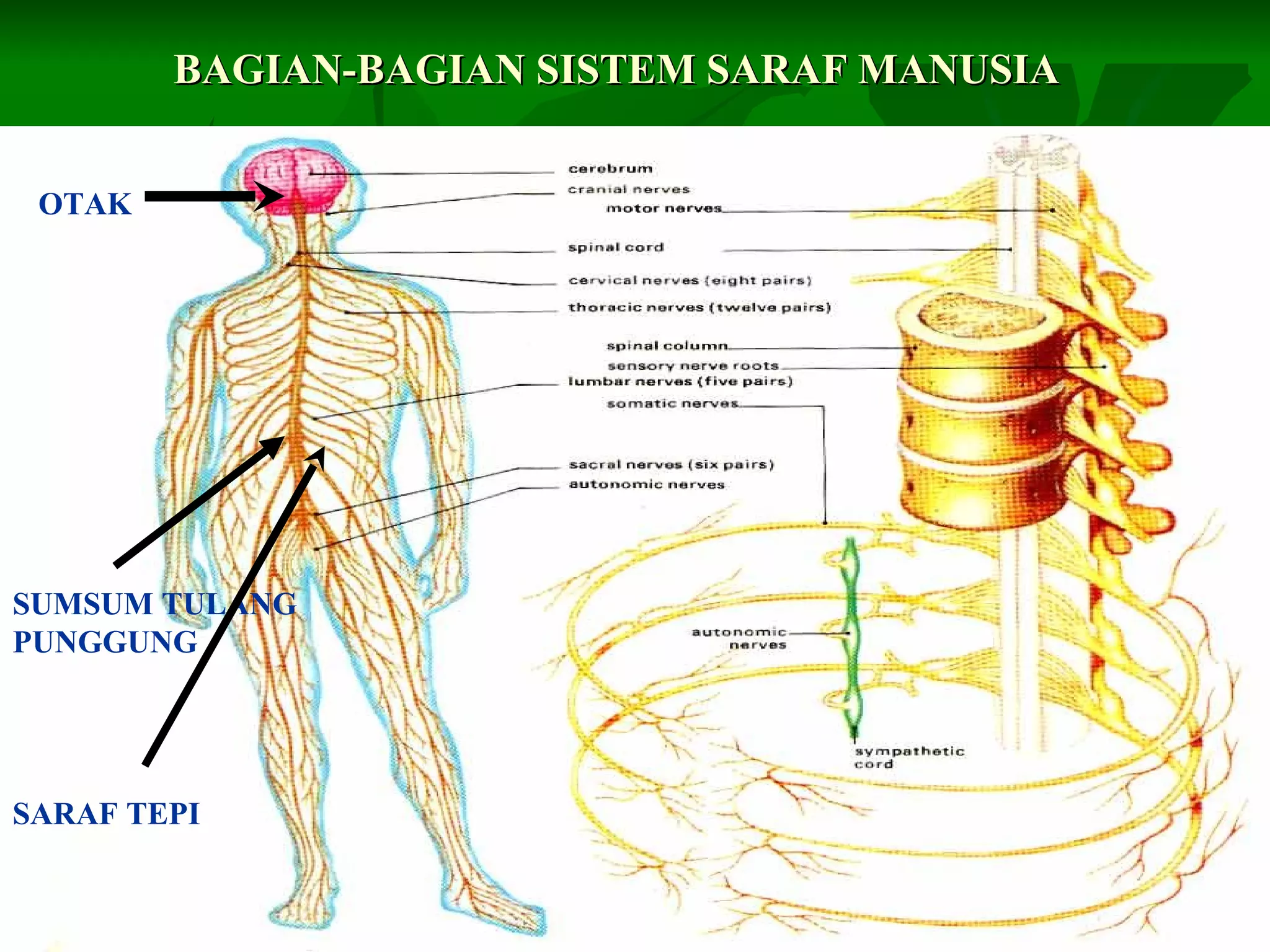 BAGIAN-BAGIAN SISTEM SARAF MANUSIABAGIAN-BAGIAN SISTEM SARAF MANUSIA
OTAK
SUMSUM TULANG
PUNGGUNG
SARAF TEPI
 