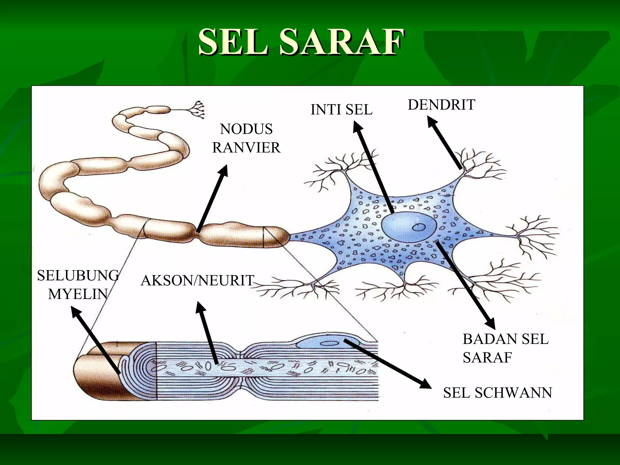 SEL SARAFSEL SARAF
DENDRITINTI SEL
NODUS
RANVIER
SELUBUNG
MYELIN
SEL SCHWANN
AKSON/NEURIT
BADAN SEL
SARAF
 