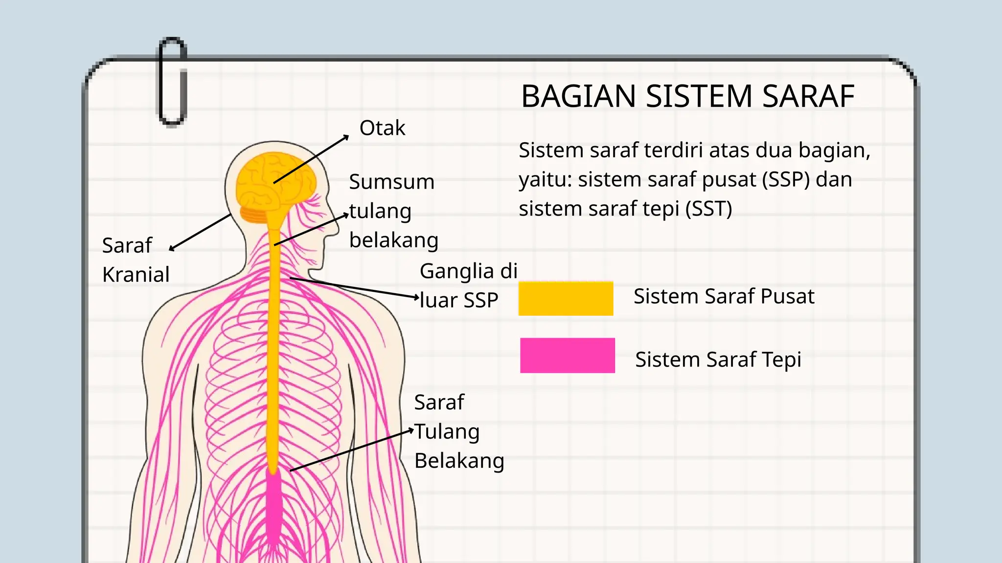 Sistem Saraf Manusia Dan Bagian bagiannya pptx
