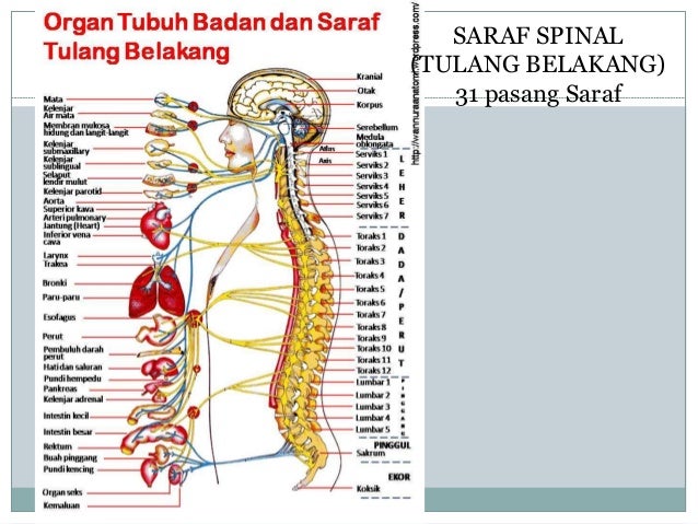 Sistem saraf pada manusia