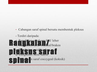 Rangkaian/
pleksus saraf
spinal
- Cabangan saraf spinal bersatu membentuk pleksus
- Terdiri daripada:
a. Rangkaian saraf servikal/ leher
b. Rangkaian saraf brachial/brakea
c. Rangkaian saraf lumbar
d. Rangkaian saraf sakral
e. Rangkaian saraf coccygeal (koksik)
 