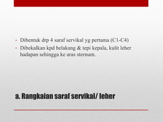 a. Rangkaian saraf servikal/ leher
- Dibentuk drp 4 saraf servikal yg pertama (C1-C4)
- Dibekalkan kpd belakang & tepi kepala, kulit leher
hadapan sehingga ke aras sternum.
 