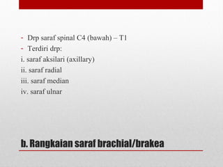 b. Rangkaian saraf brachial/brakea
- Drp saraf spinal C4 (bawah) – T1
- Terdiri drp:
i. saraf aksilari (axillary)
ii. saraf radial
iii. saraf median
iv. saraf ulnar
 
